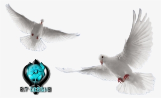 Share This Image - White Doves Flying Png