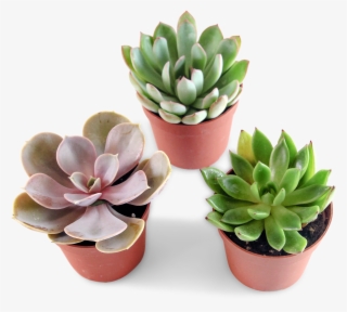 5184 X 3456 2 - Flowerpot