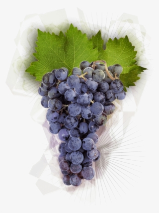 Pinot Noir Grapes