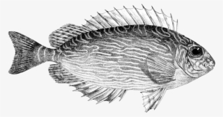 Siganus Spinus - Ictiotoxismo