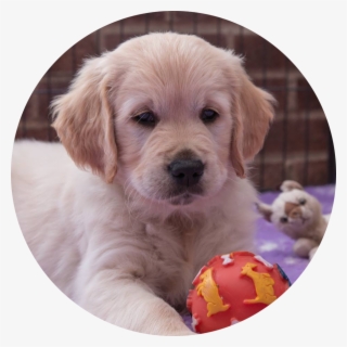 Microchipping - Golden Retriever