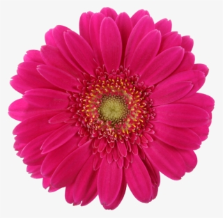 Daisy-pink - Real Daisy Png