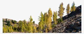 Mountain With Trees Png