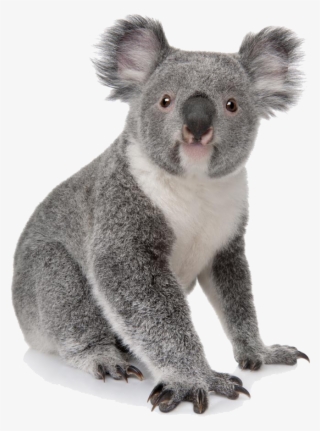 918 X 1000 4 - Koala Png