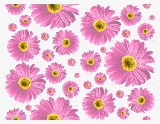 African Daisy