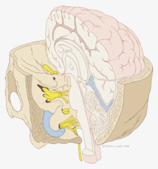 The Entry Of Sensory Nerves Into The Brain - Brainstem And Base Of Skull