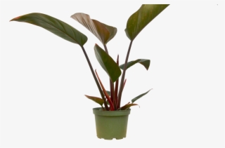 Philodendron 'erubescens' Blushing - Houseplant
