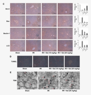 Sal Pretreatment Ameliorates Apoptosis And Autophagy - Tile
