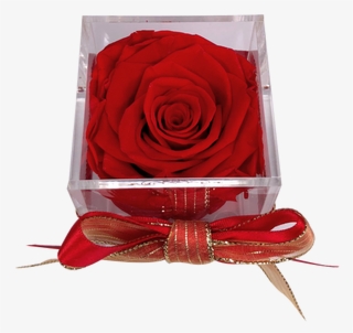 This Beautiful Preserved Rose Will Last More Than A