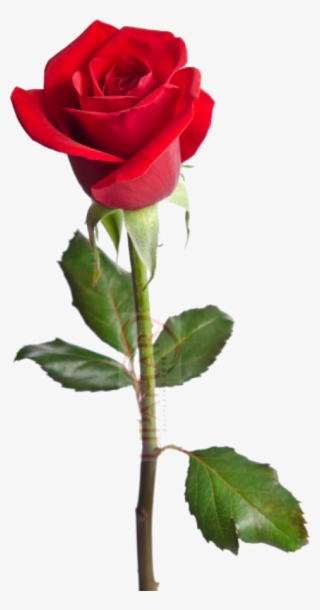 They Can Be Used To Represent Perfect Beauty Or To - Red Rose Happy Birthday Wishes