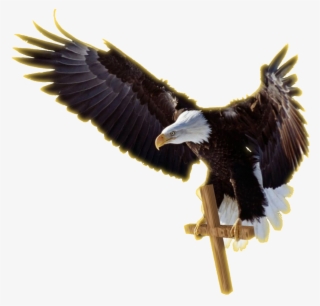 Job Experience Icon Png Download - Bald Eagle