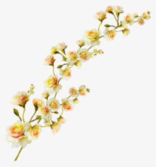 Plant Aesthetic Transparent Clipart Free Download Ya - Rosa Glauca