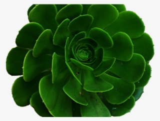 Aesthetic Clipart Transparent Green - Transparent Green Aesthetic