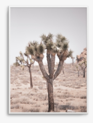 Cool Joshua Tree Pt