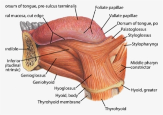 Drawn Tongue Tongue Anatomy - Diagram