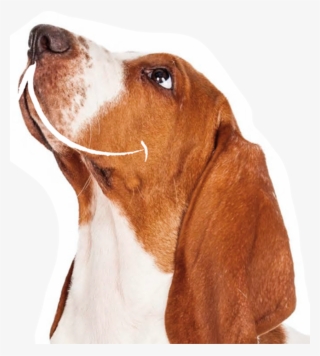 Basset Hound