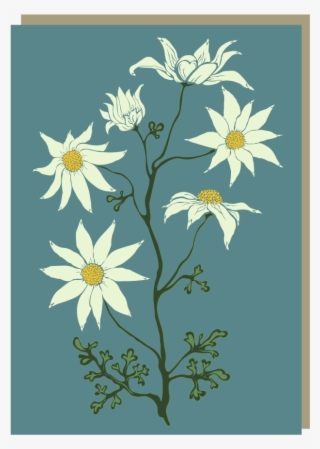 Flannel Flower