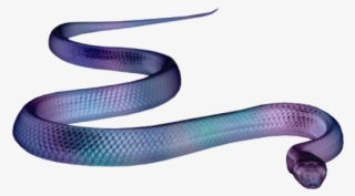 Eastern Indigo Snake