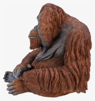 Orangutan