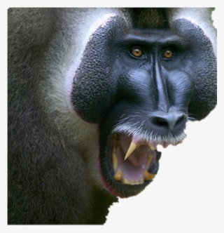 Nigeria Animals