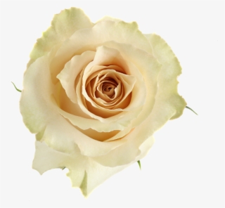 Available Stem Size - Floribunda