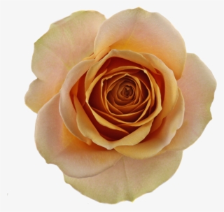 Available Stem Size - Golden Mustard Rose