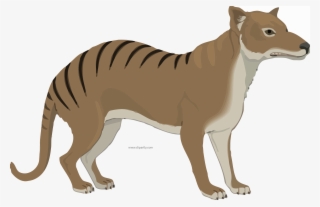 Thylacine Animal Clipart Png Image Download - Thylacine Clipart