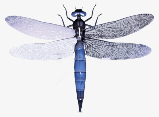 Free Png Download Dragonfly Clipart Png Photo Png Images - Стрекоза Клипарт