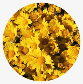 Background Aesthetic Yellow Flowers Tumblr Yellowflowers - Yellow Aesthetic Sunflower