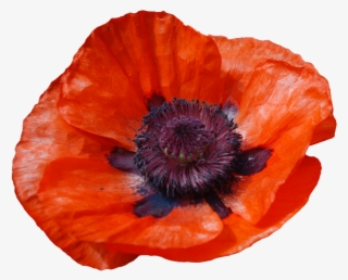 Flowers X - Oriental Poppy