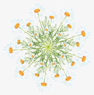 Simple Creative Watercolor Flower Decoration Png And - Marguerite Daisy