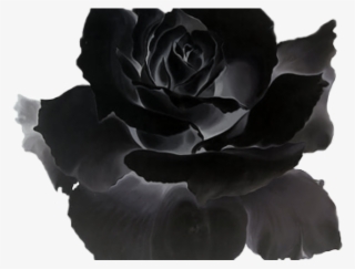 White Rose Clipart Tumblr Transparent - Garden Roses