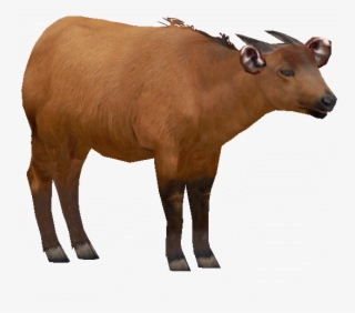 Congoam - Zt2 Congo Buffalo