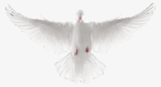 Dove Avatar 1515040674 - Flying Dove
