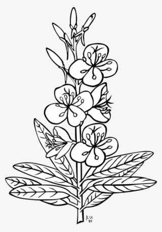 526 X 750 3 - Outline Picture Of Herb
