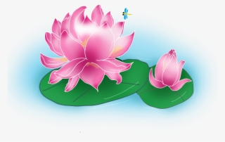 Lotus D'été Scène De D'étang Png Et Psd - Sacred Lotus