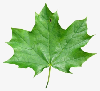 Export As - Maple Leaf
