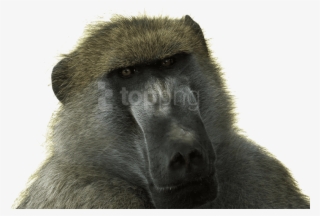 Free Png Download Baboon Free Desktop Png Images Background - Baboon