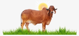Gir Cow Surya Ketu Nadi - Gir Cow