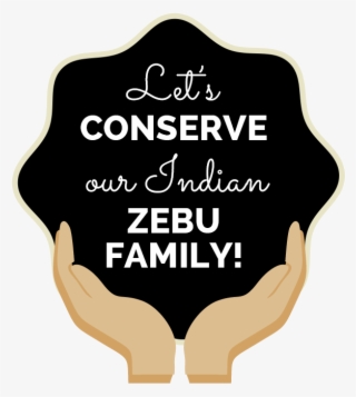 Zebu-family - Illustration