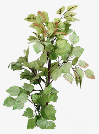 Photoshop Frames Wallpapers Designs - Houseplant