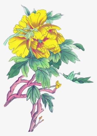 黄色牡丹 - Moutan Peony
