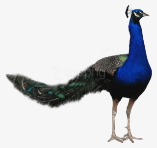 Free Png Download Peacock Png Images Background Png - Bird Png Hd Transparent