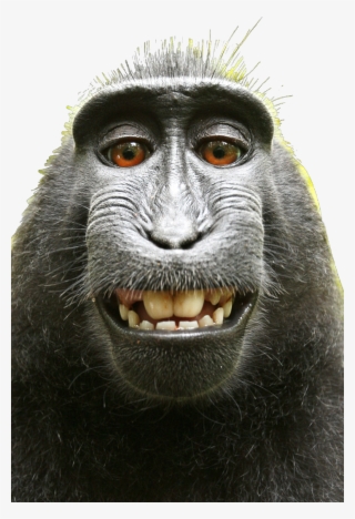 ##monkey #monkeys #funnymonkey #monkyface #selfie - David Slater Monkey