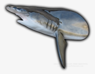 Hammerhead Shark Head Mount Cut From 118" Fish Replica - Hammerhead Shark Gills