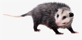 Possum Pictures With White Background
