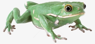 Free Png Download Frog Png Images Background Png Images - Transparent Frog Png