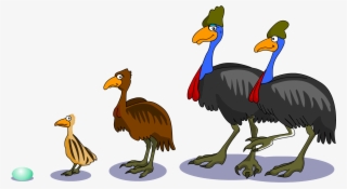 Cartoon Animals Black And White Pictures - Southern Cassowary Life Cycle Of A Cassowary