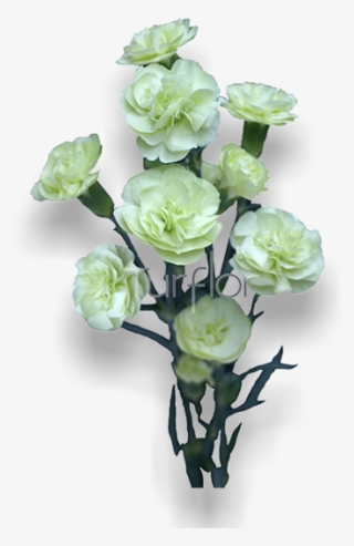 Brocoli - Garden Roses