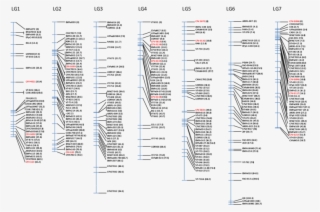 Mapa De Ligamiento De Fresa Diploide Tras La Localización - Calligraphy